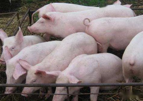 夏天猪采食量下降怎么办 有什么好的解决办法