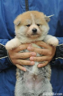 秋田犬柴犬豆柴的区别 搜狗图片搜索