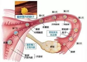 常规IVF治疗中,原来要抽这几次血