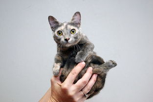世界最小猫咪萌化众人 身高仅13厘米 