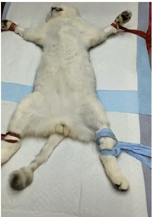 猫咪做绝育,被五花大绑在手术台上,猫 这一天还是来了