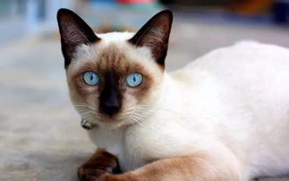 暹罗猫为什么容易死,两个月大的暹罗猫该怎么养？