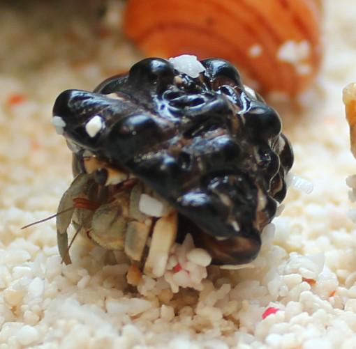 谁知道这个寄居蟹身上背的壳叫做什么螺 