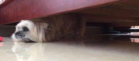 狗狗喜欢躲床底下 知道这5个原因后,觉得很心疼