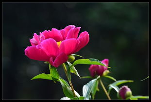 生日,给母亲送花,送啥花?