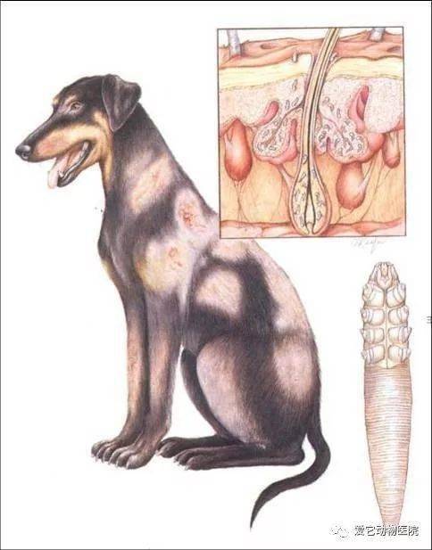 犬蠕形螨病的防治