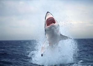 秒懂百科大白鲨(6分钟看完大白鲨)