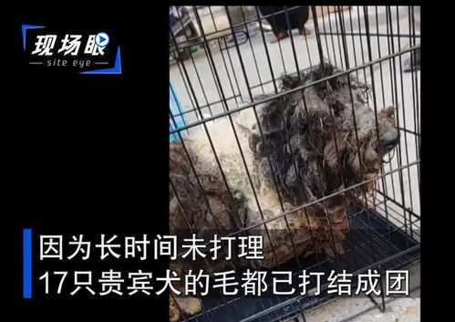长沙一网红犬舍被查室内环境触目惊心,25只宠物狗被解救