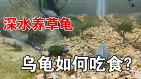 如何在水里快速清理乌龟便便 是否体验过刚换完水就拉便便污染水的绝望 ˙o˙