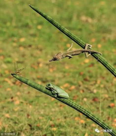 树蛙好不容易等来蜻蜓猎物,却被变色龙隔空抢夺,树蛙懵成这样