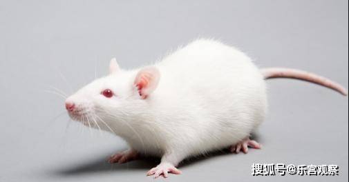6个关于老鼠的有趣小知识 老鼠被挠痒痒时会笑