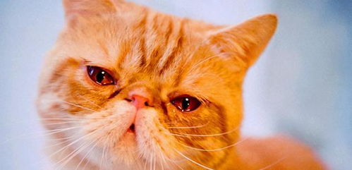 猫咪也会 哭 吗 猫咪流泪的几种原因 