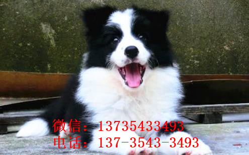 郑州边牧犬舍出售 狗市场在哪 网上哪里有狗狗卖
