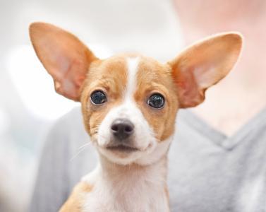 大耳朵狗有哪些品种,大耳朵狗有哪些品种图片