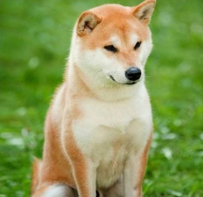世界十大最贵的狗排行榜 罗秦犬排第一,价值4.8万元 