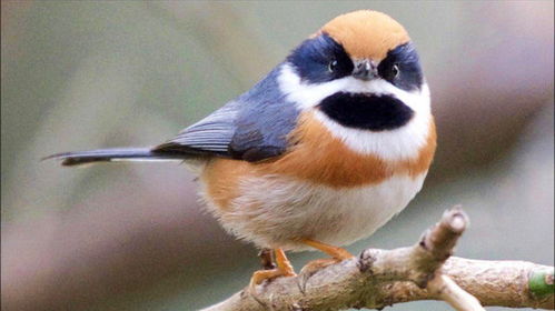 周围常见的惊讶鸟是什么 天然表情包小肥啾,自带惊呆表情太可爱了