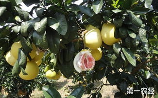种植密柚有哪些要注意
