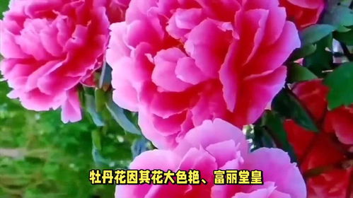 中国的国花是什么花 中国官方承认的国花