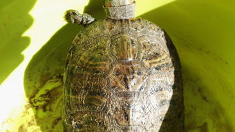 巴西龟龟壳开裂掉皮怎么办 