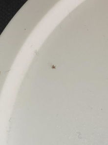 这是什么虫很多 地上 床上 桌上都有 和小蜘蛛一样爬行 怎么灭虫呀 
