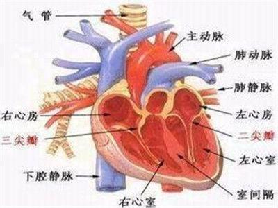 甲亢性心脏病能活多久