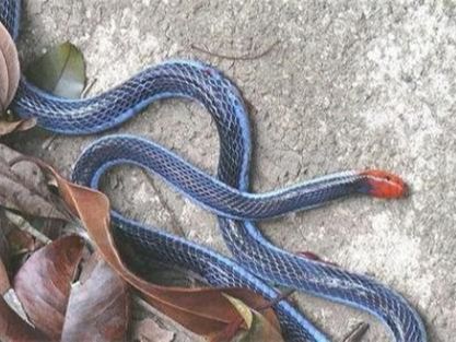 冰火蛇 为何会被认为是地球上最毒的蛇 它是什么来头