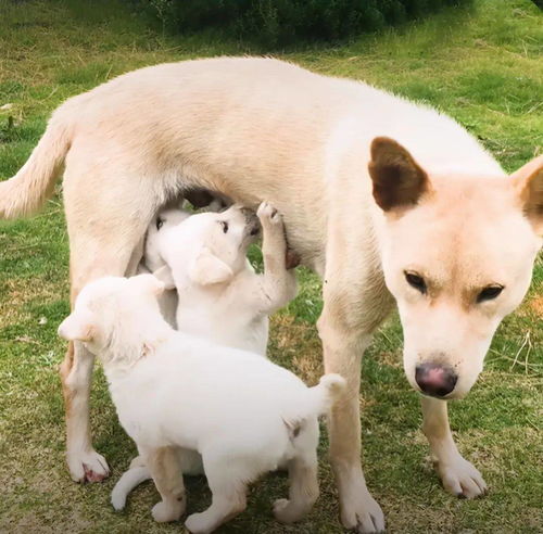 诱捕流浪母犬不成,抓走幼犬,没想到狗妈妈为了孩子疯狂追车