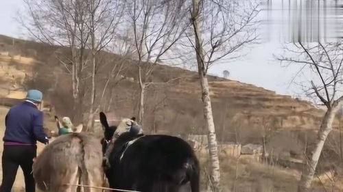 老大爷犁地真有办法,毛驴黑白搭配效果就是好,多少年的经验 