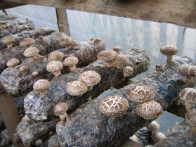香菇菌种怎么培育出来的