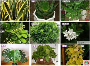 真正晚上释放氧气的植物 净化空气吸甲醛最好的植物排名