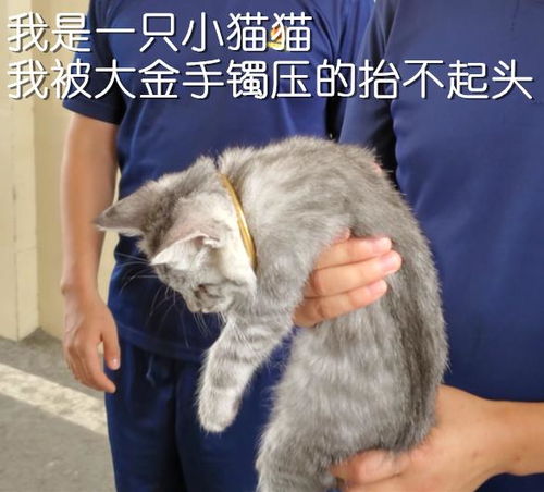 猫头被手镯卡住,消防员却发出灵魂拷问 镯子多少钱 猫多少钱