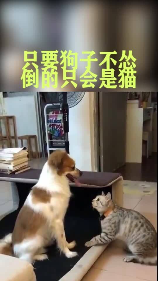 这狗打架居然打赢了猫,这操作也是厉害了 