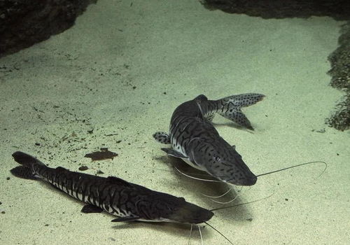 珠江钓起罕见怪鱼,全身布满虎皮,可能是被保护的鱼类