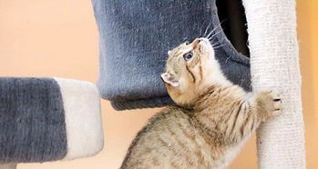 猫为什么喜欢蹭人的脚 