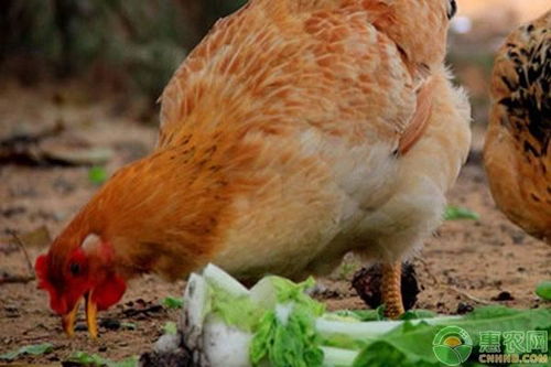 蛋鸡如何预防传染性支气管炎,如何预防养鸡发生传染病