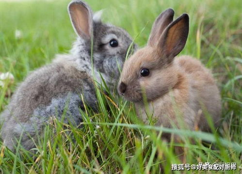 24只兔子如何在澳洲繁衍过百亿 双子宫轮流受孕,一年不消停