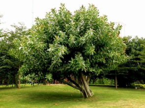 适合深圳生长的植物树种有哪些？