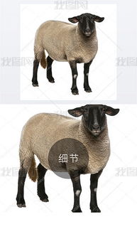 黑绵羊图片素材 黑绵羊图片素材下载 黑绵羊背景素材 黑绵羊模板下载 我图网 