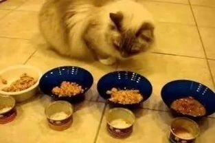 网友捡到流浪小猫回家后,小猫却不吃不喝 原因竟然是....