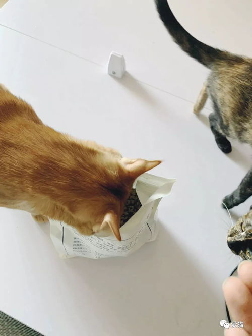 我在网上发现一种超沙雕的猫粮,竟用神兽 鲲鱼 做原料