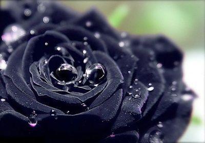 真的有紫玫瑰,黑玫瑰蓝玫瑰吗 
