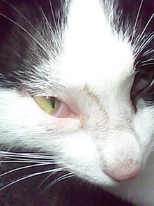 我家猫的眼睛坏了 眼眶红红的 还有眼屎 现在眼睛里的一层白膜遮住了眼球的一小小半了 怎么办呀 有半个月了 