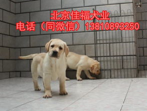 纯种拉布拉多 北京哪里卖拉布拉多犬 高品质拉布拉多犬 保健康