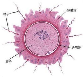 人体受孕全过程图解