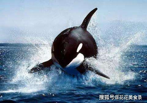 座头鲸为啥老跟虎鲸过不去,救走虎鲸已经到手的猎物