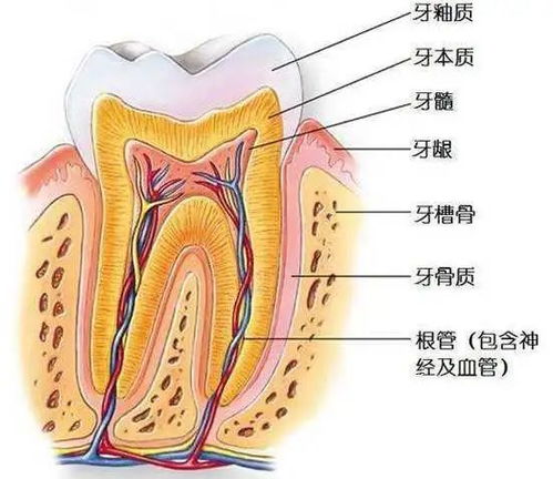 杀死 牙神经后,牙齿还能 活 多久