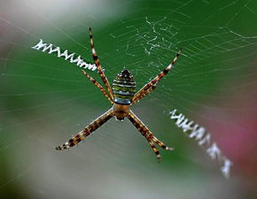 蜘蛛的寓意是什么 