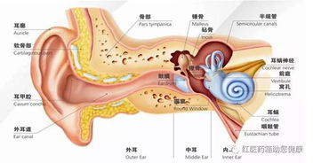 中耳炎滴耳液怎么用(中耳炎滴耳液用了5天左右耳朵时而清晰时而轰隆)