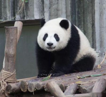 全球唯一被 退货 的大熊猫,外国人含泪退回,中国人笑出内伤