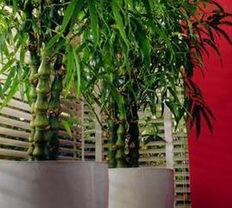 必知的家居风水 植物与屏风的巧妙摆放 图10 